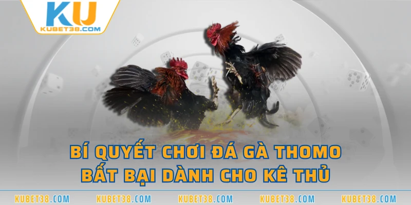 Bí quyết chơi đá gà Thomo bất bại dành cho kê thủ 